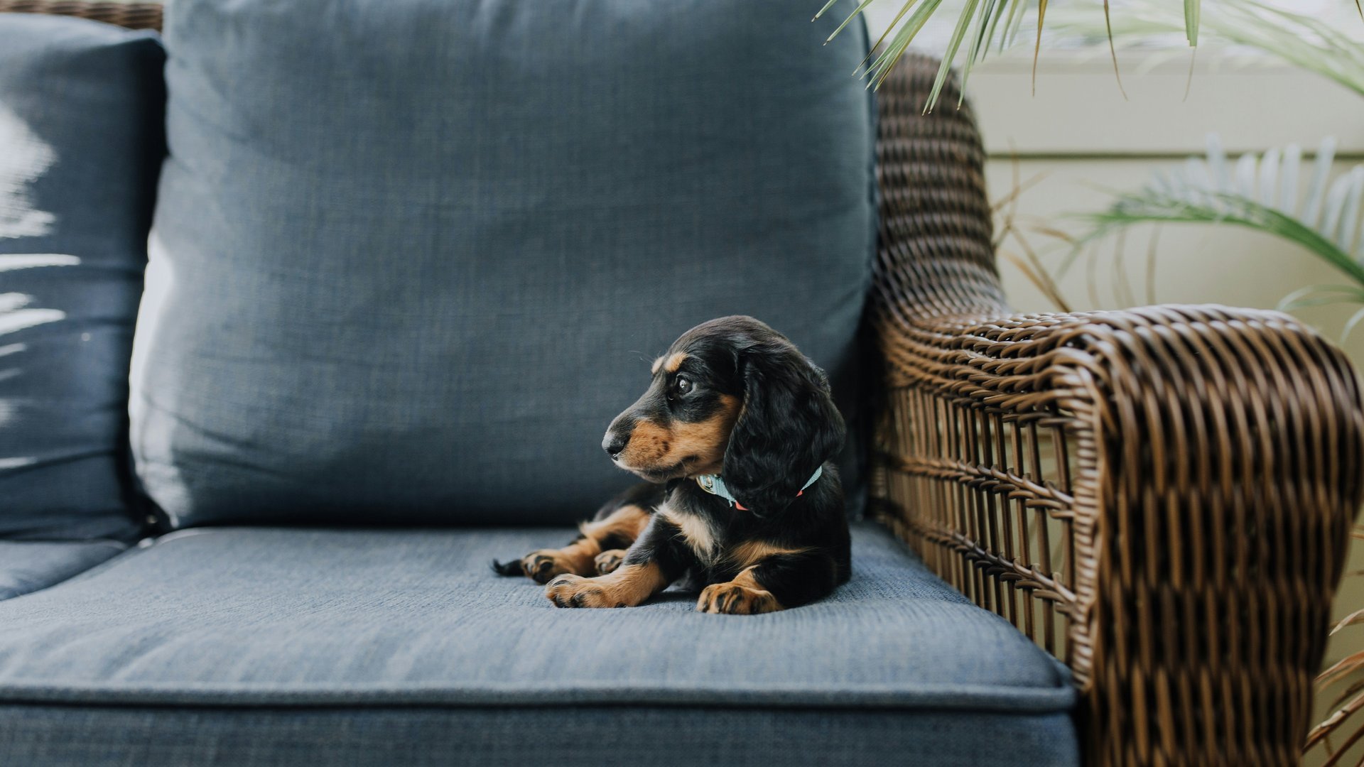 Krumers Alpin: Hundehotel in Seefeld Ein kleiner Hund liegt auf einem blauen Sofakissen neben einem Korbsessel